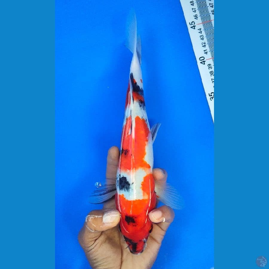 SHOWA (30CM)