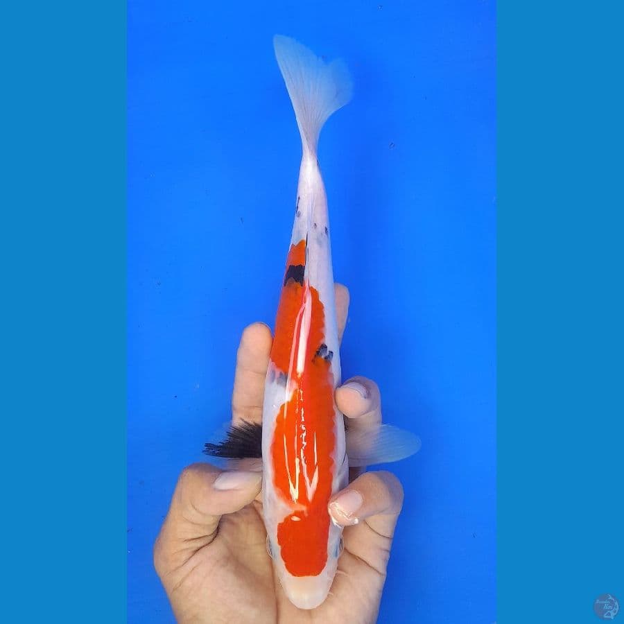 SANKE (25CM)