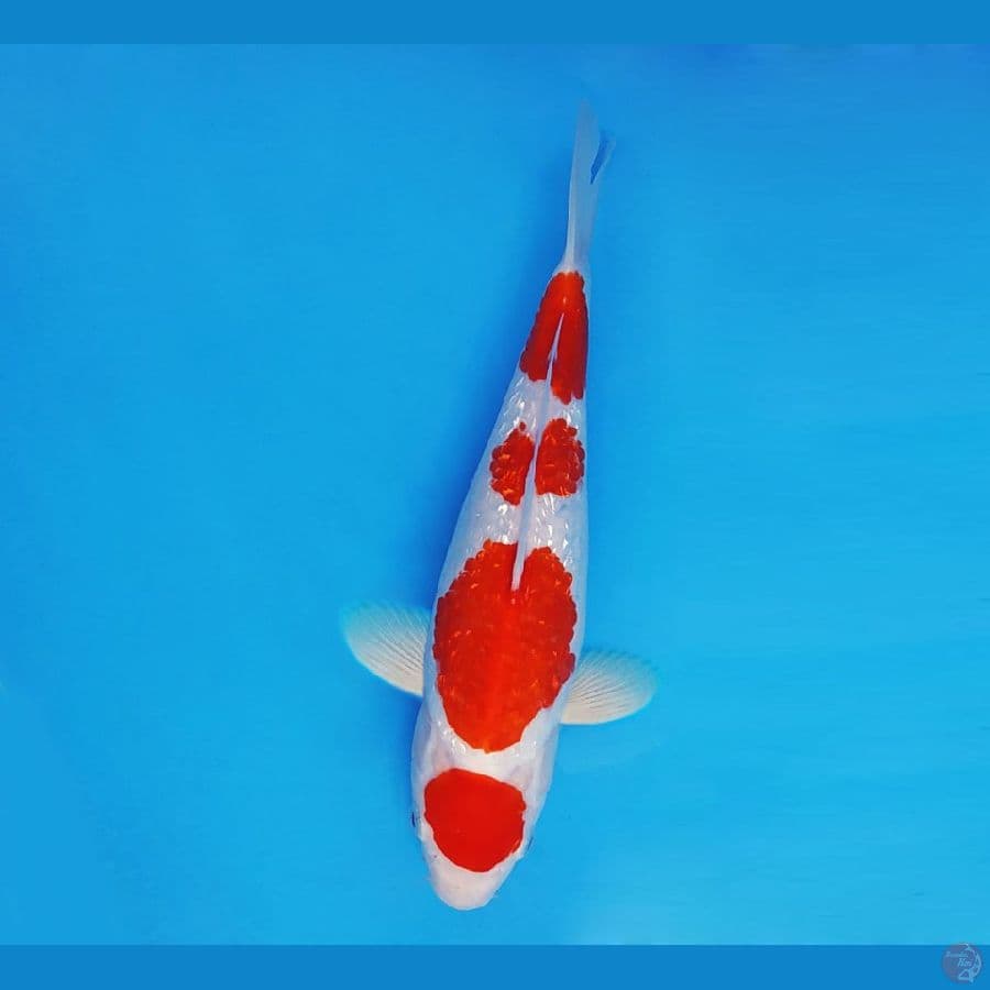 TORA 1 ~ Maruten Kohaku Gin Rin 27 cm/fm ™