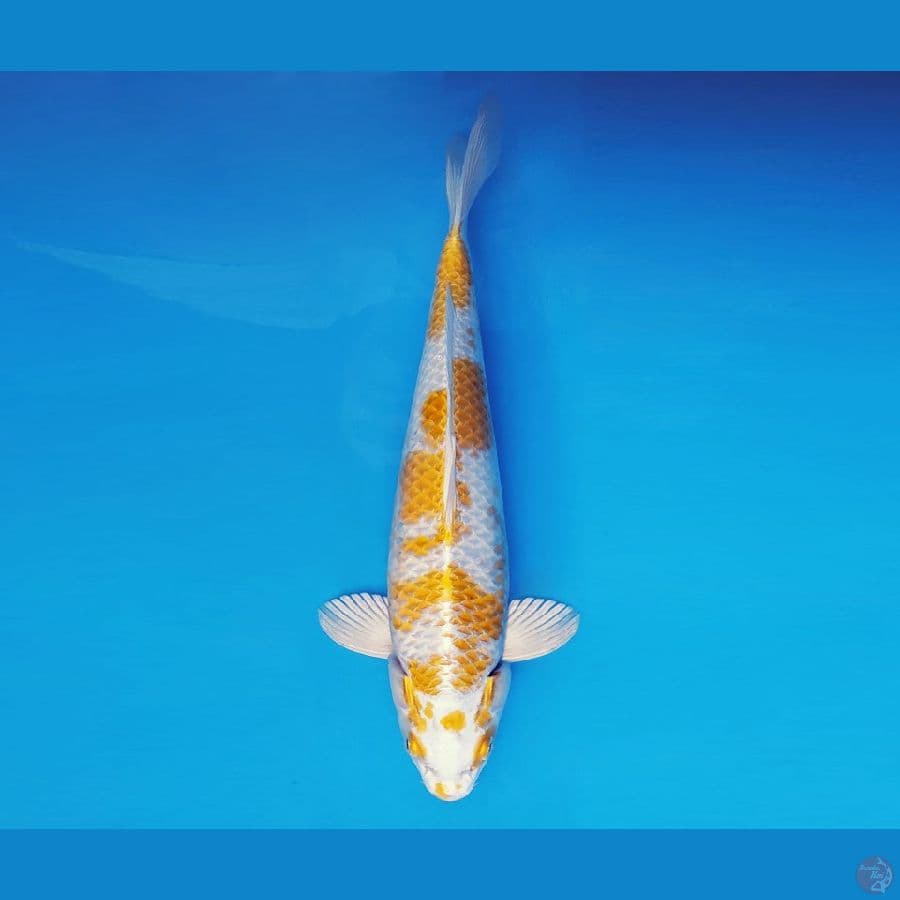 TORA 7 ~ Hariwake Kanoko 38 cm/fm ™