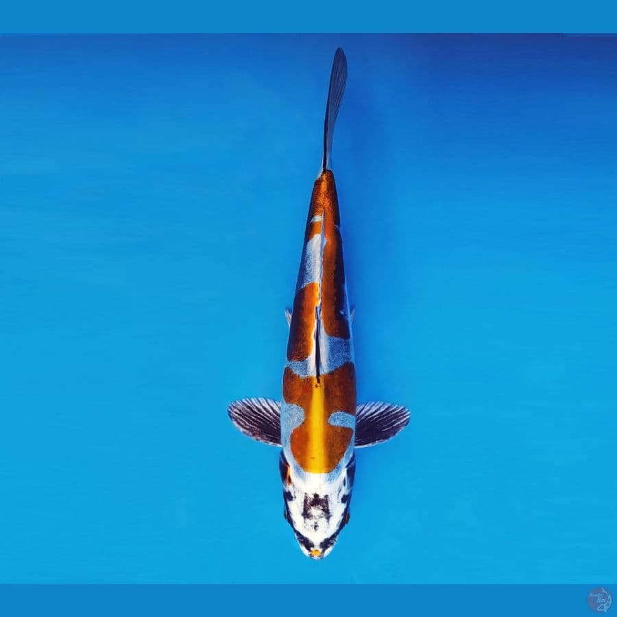 TORA 9 ~ Beni Kikokuryu 21 cm/male ™