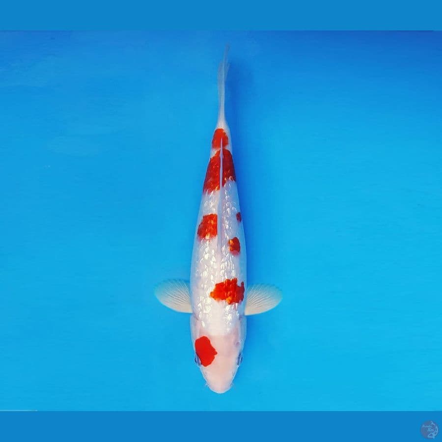 TORA 12 ~ Kohaku Gin Rin 26 cm/male ™