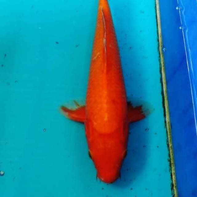 Aka hajiro bagus 30cm