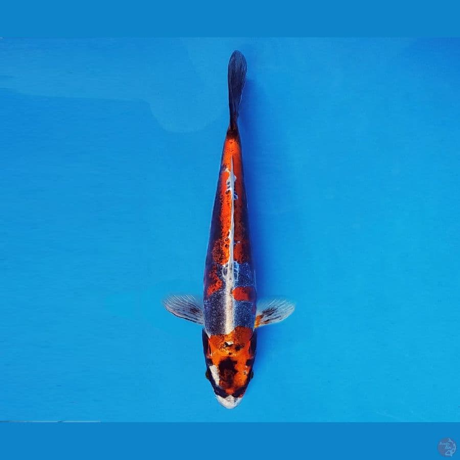 TORA 17 ~ Beni Kikokuryu 24 cm/male ™