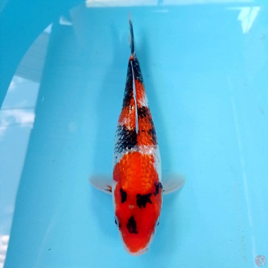 showa ginrin, 26 cm