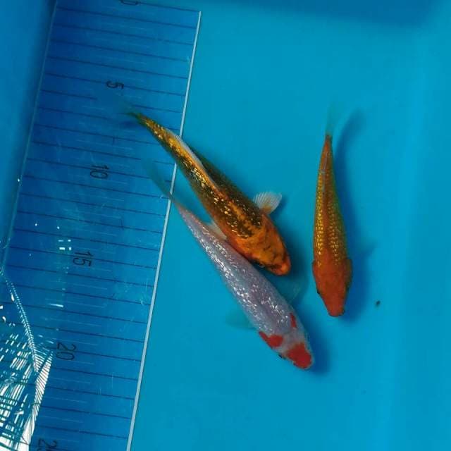 TRIO KWEK KWEK GINRIN