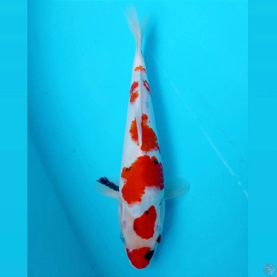 showa, 31 cm