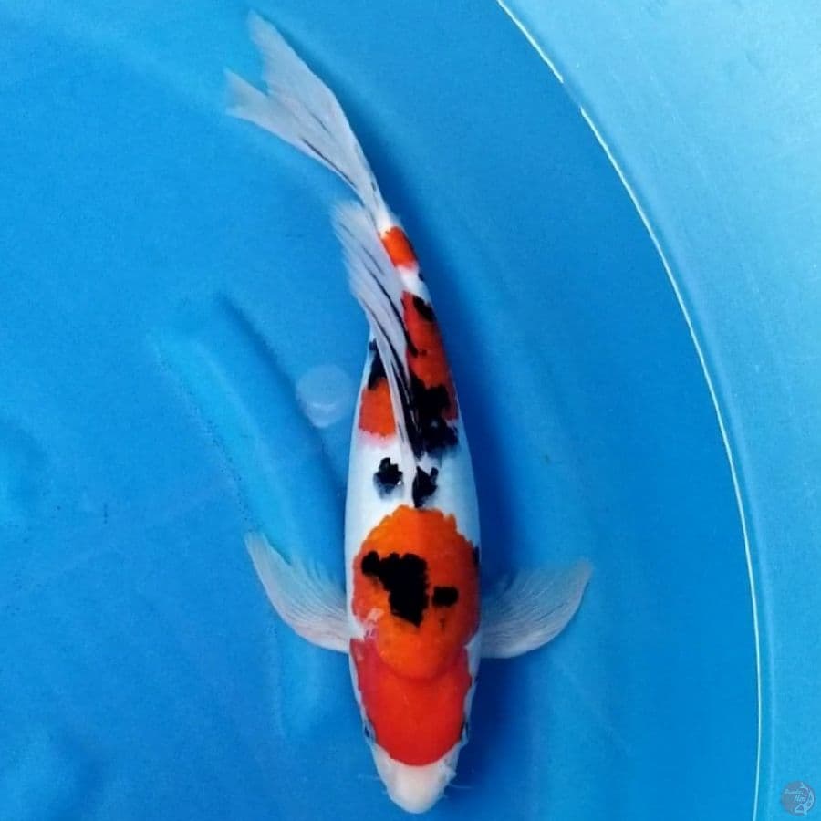 SANDAN SANKE 35 CM MALE