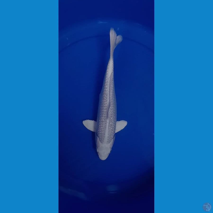 PLATINUM PUTIH SALJU