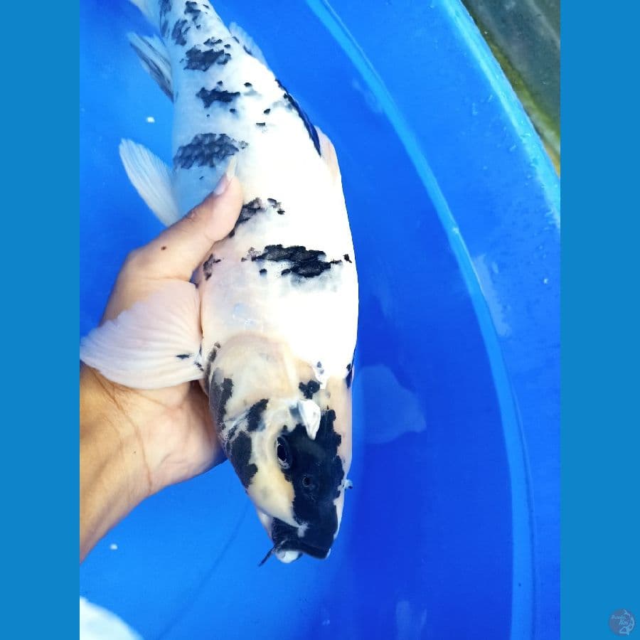 40 cm jantan punuk