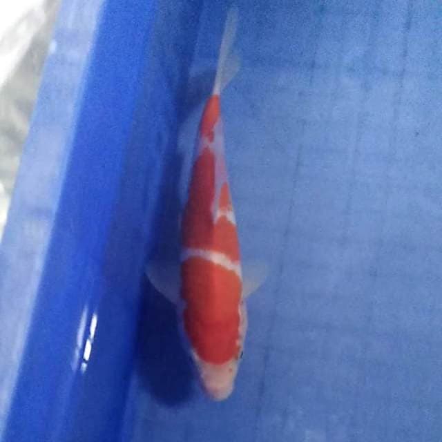 Sandan kohaku