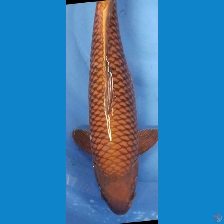 chagoi 51cm