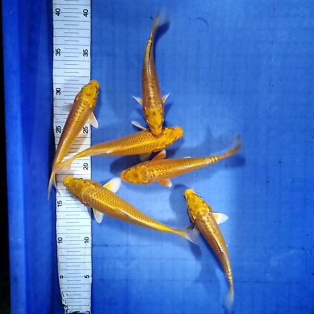 Yamabuki ogon 6 ekor