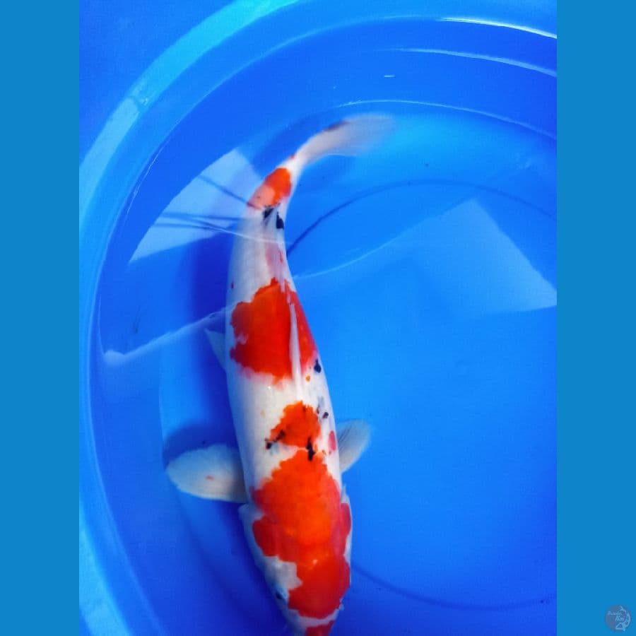 44cm sanke kucibeni hamil