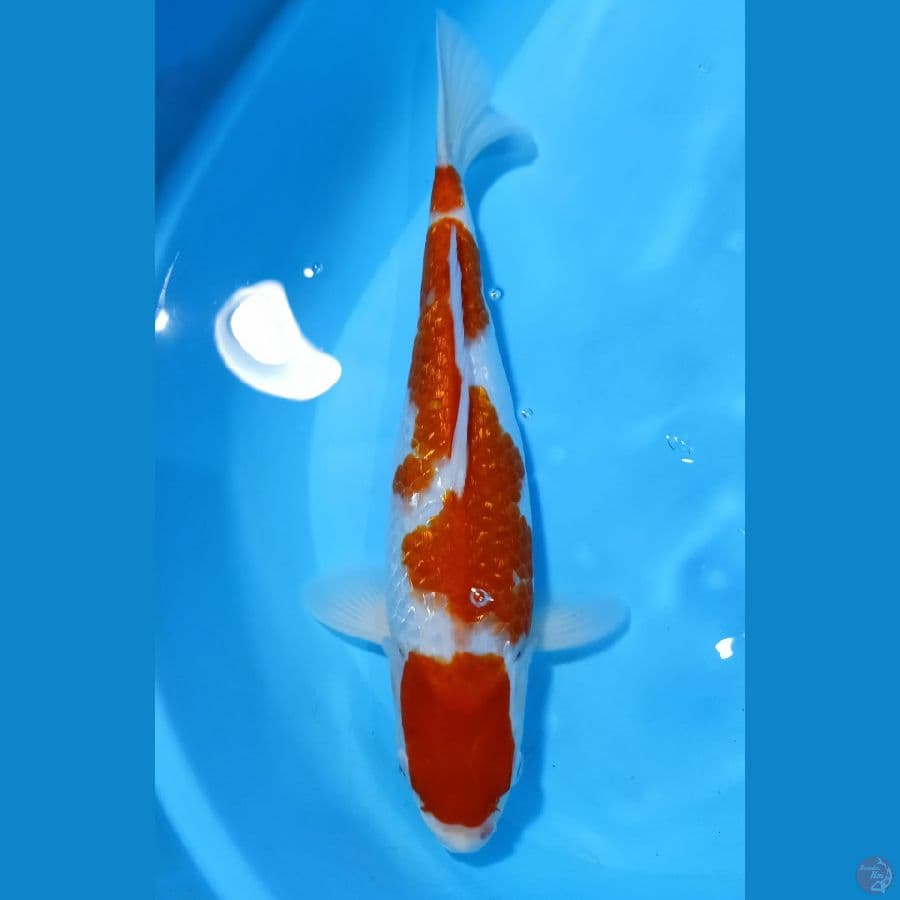 KOHAKU GINRIN 35CM FM °