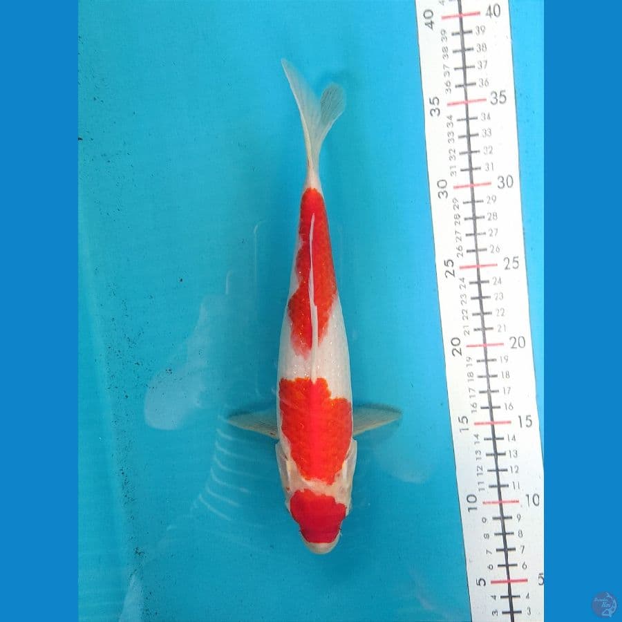 KOHAKU 28CM FEMALE