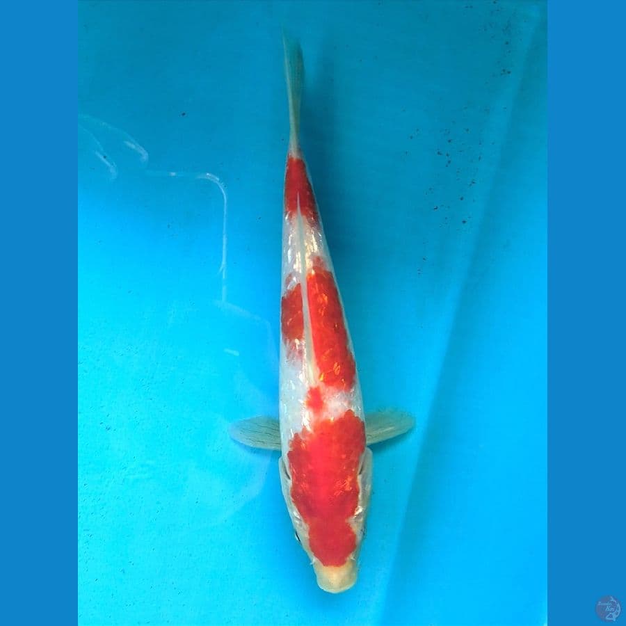 KOHAKU GINRIN 24CM FEMALE