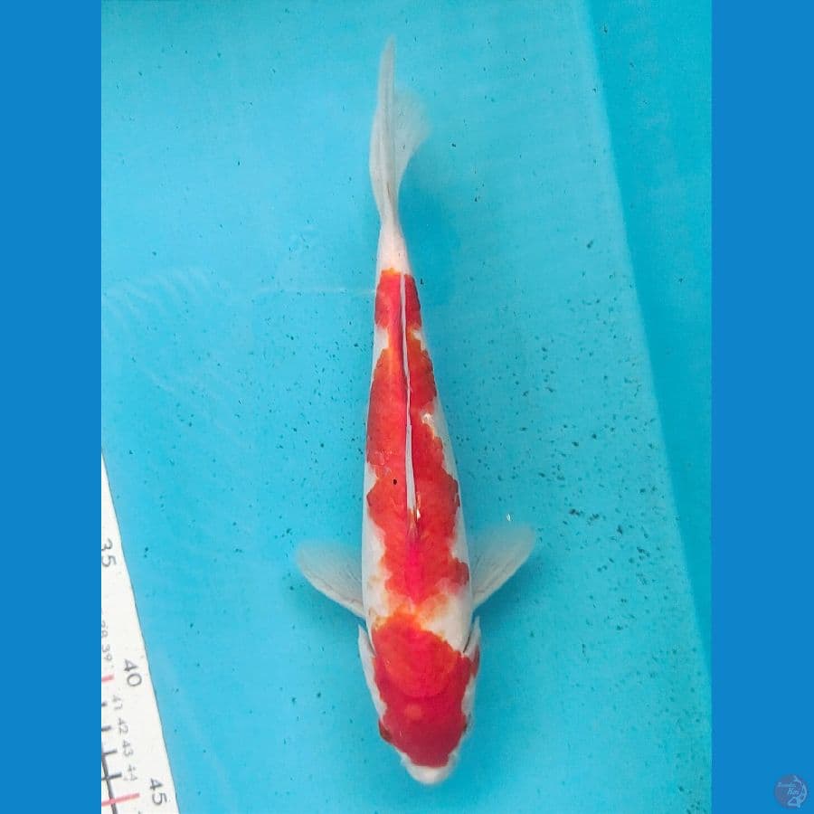 KOHAKU 26CM MALE