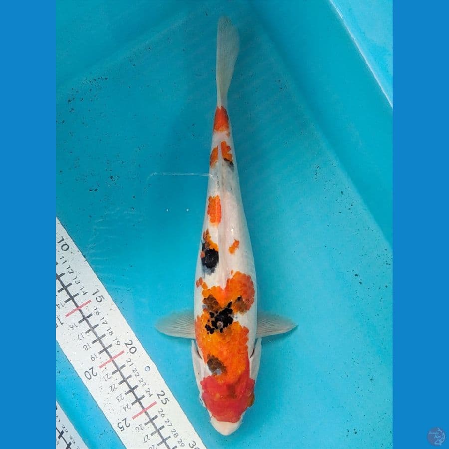 SANKE 31CM FEMALE