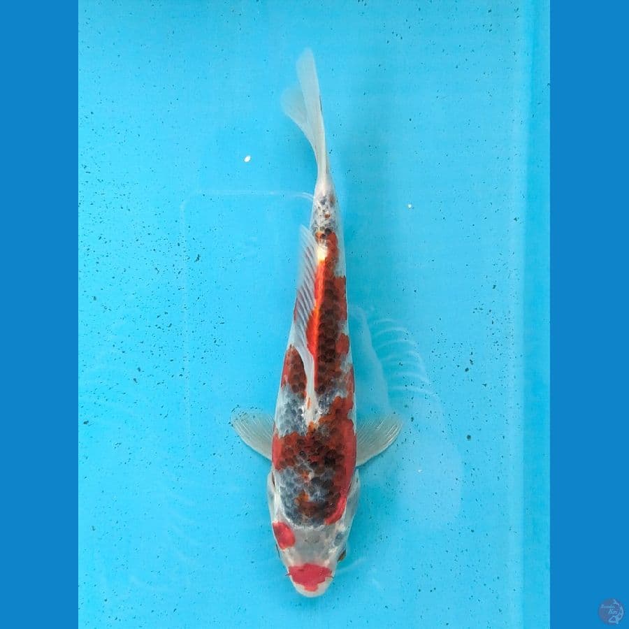 GOSHIKI 22CM FEMALE