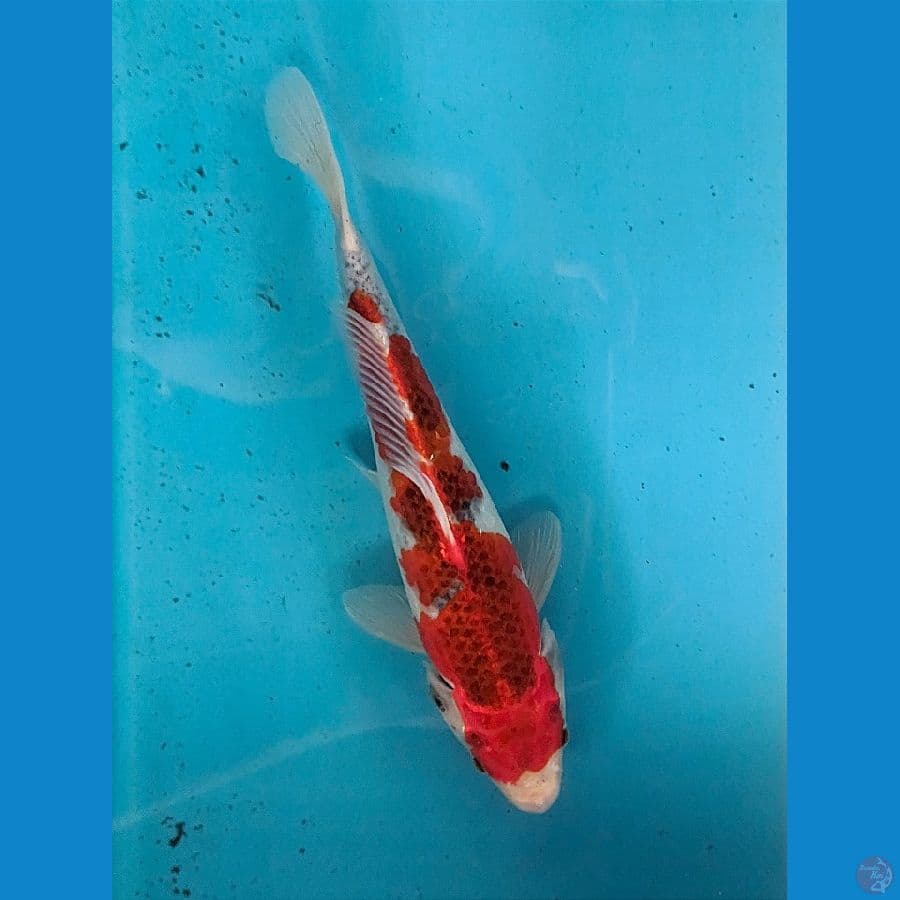 GOSHIKI 24CM MALE