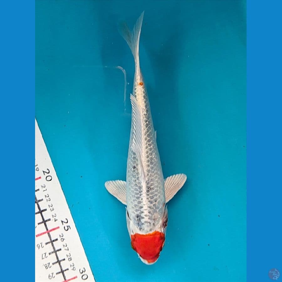 TANCHO KUJAKU 22CM FEMALE
