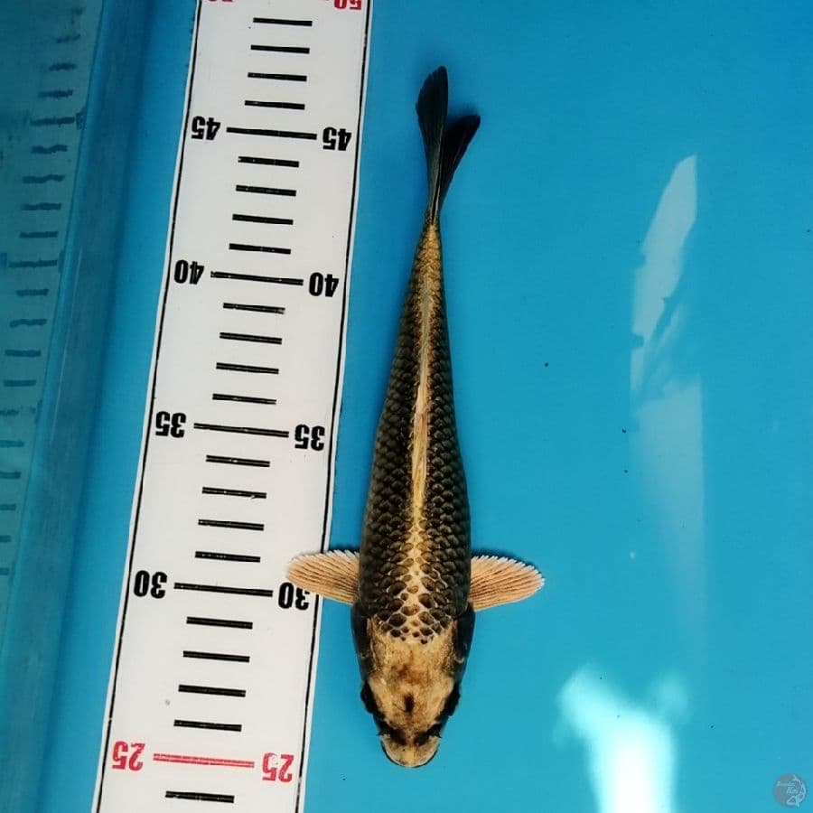 24 k Gold Mukashi bawa hoki