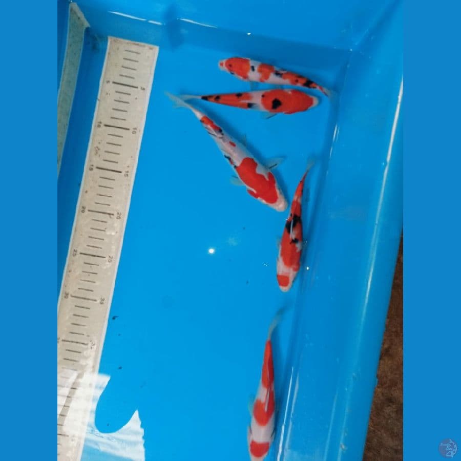 paket 14-18cm