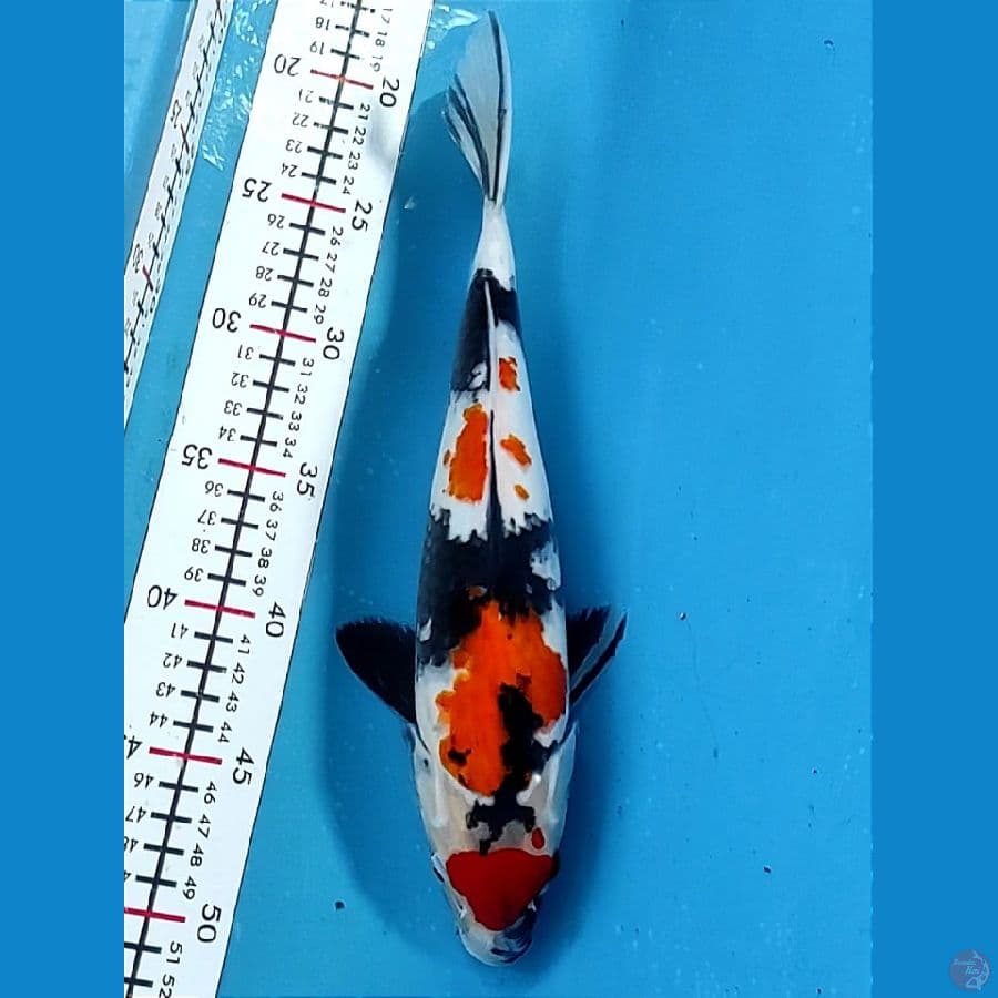 Maruten 30cm / Fm