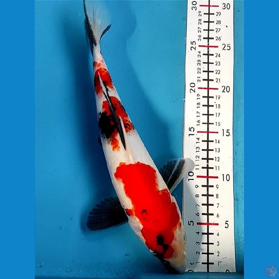 Sandan Showa 30cm / M