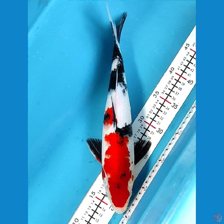 Showa skin bagus 34cm /M