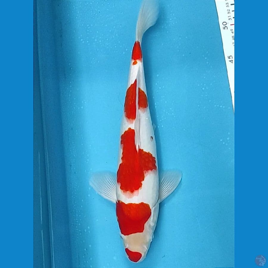4Step original 32cm / M