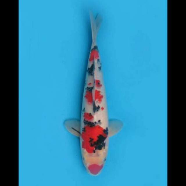 32cm Male - Taisho Sanke Sakura