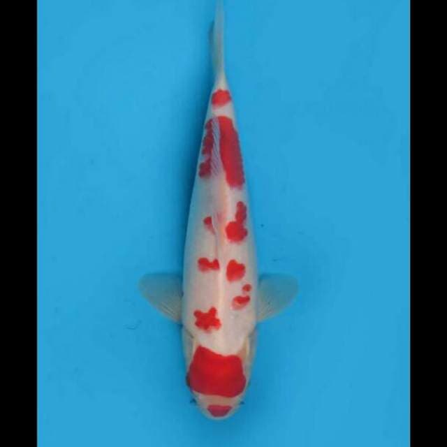 29cm Male - Maruten Kohaku Original