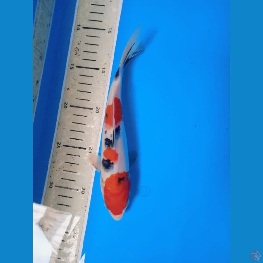 SANKE SIMPLE || 22CM