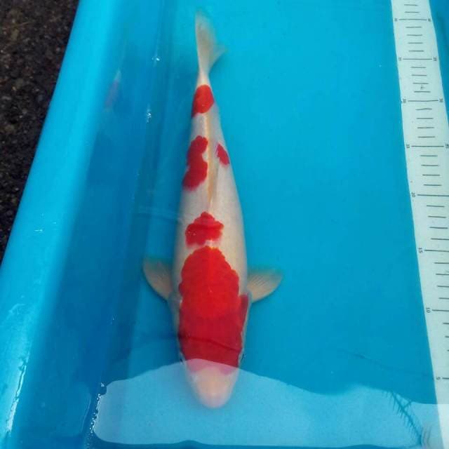 Kohaku