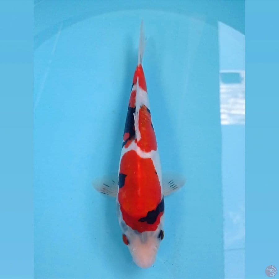 showa doitsu, 26 cm