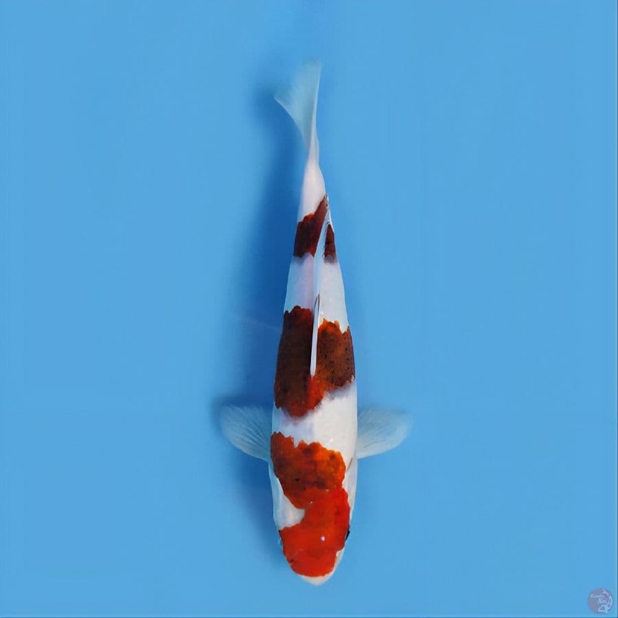 Ai koromo original 22 cm jantan
