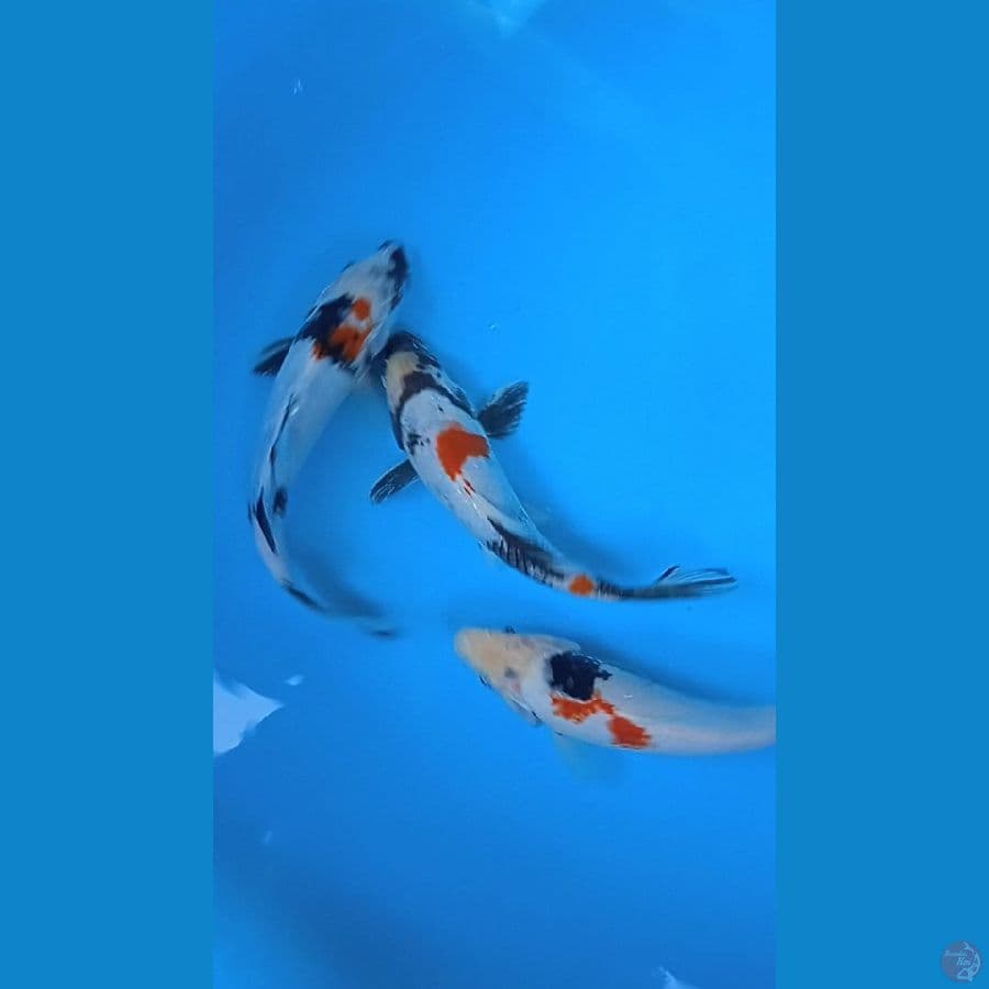 showa tategoi size : 22 23 cm