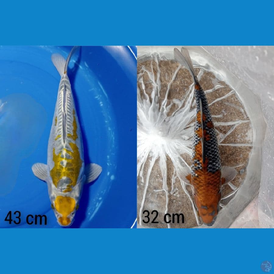UCHIBA 32 CM MALE ORI ,MARUTEN 43 CM