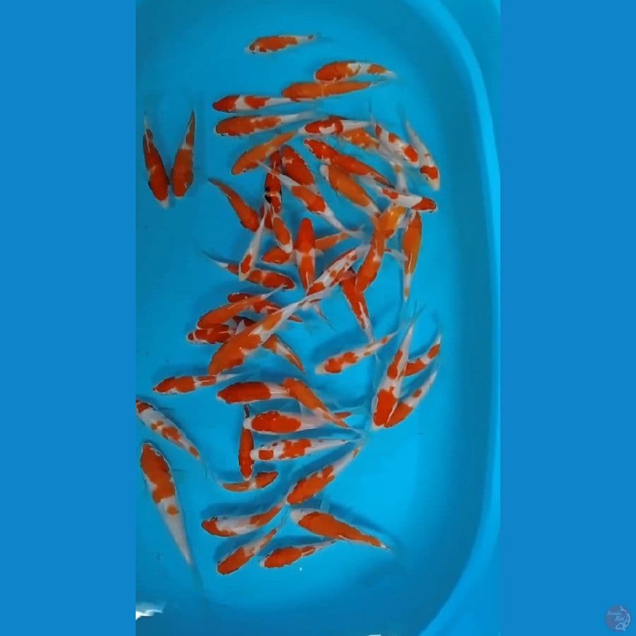 KOHAKU 10-15 CM 50 EKOR