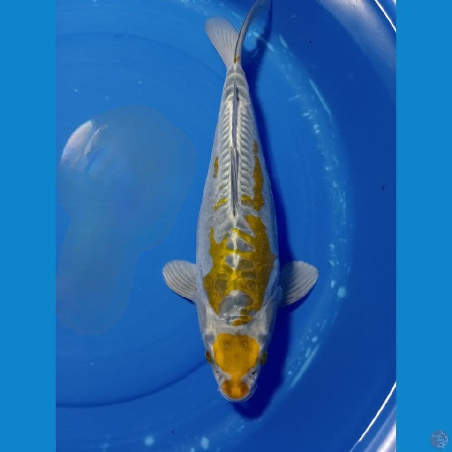 MARUTEN KUJAKU 43 CM