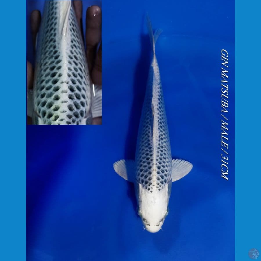 GIN MATSUBA MALE 31CM
