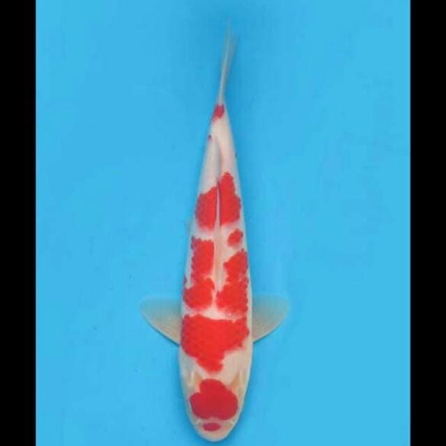 31cm Male - Maruten Kohaku