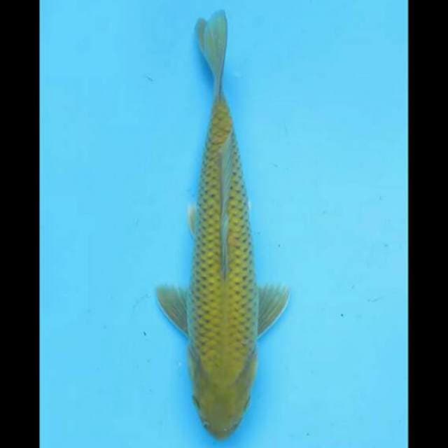 23cm Male - Midorigoi Ring Rapi