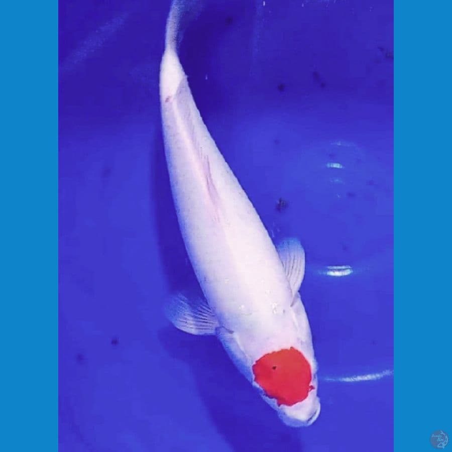 Tancho 38 cm Jantan