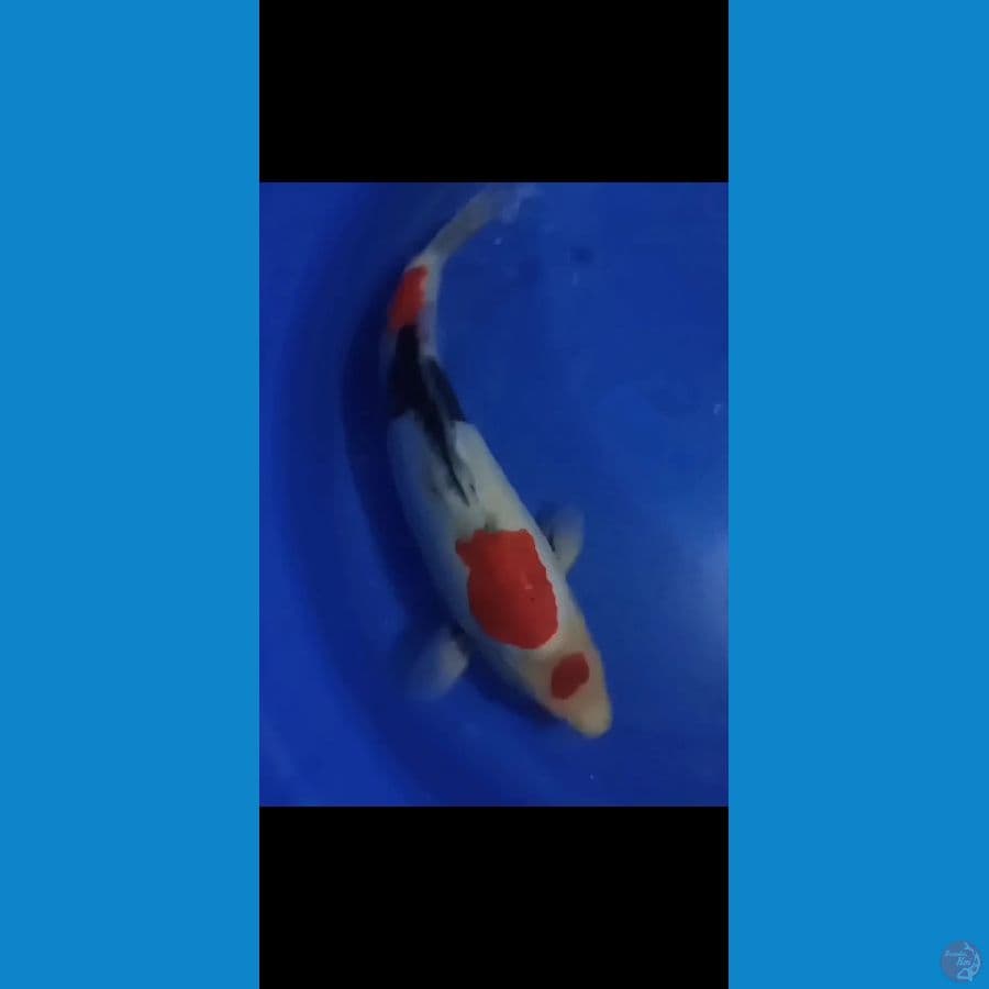 Showa Doitsu Murni 40 cm Punuk