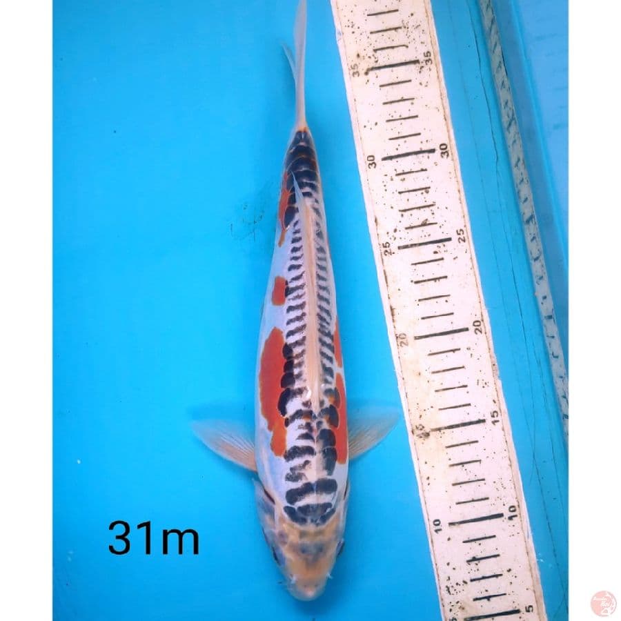 shusui, 31cm male