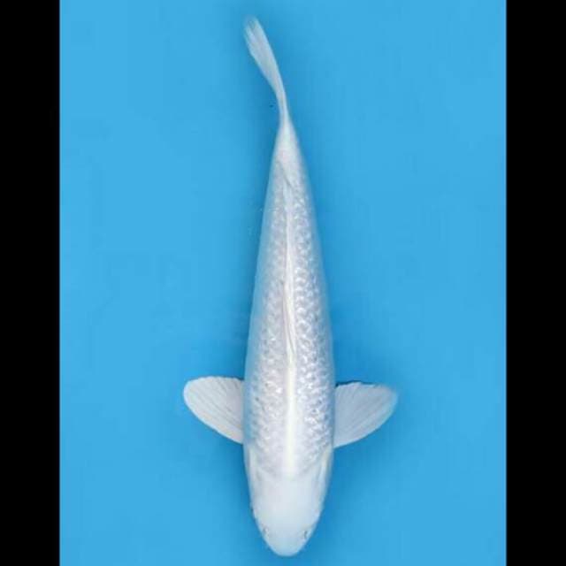 40cm Male - Platinum Ginrin Bersih SQ
