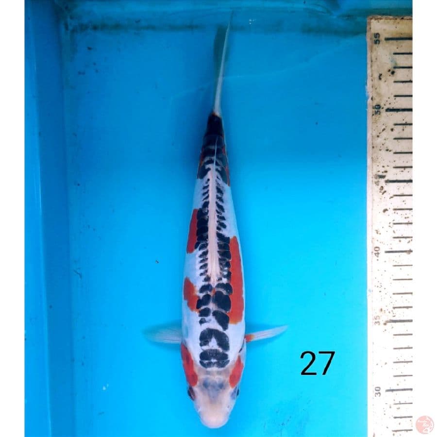 Shusui, 27cm